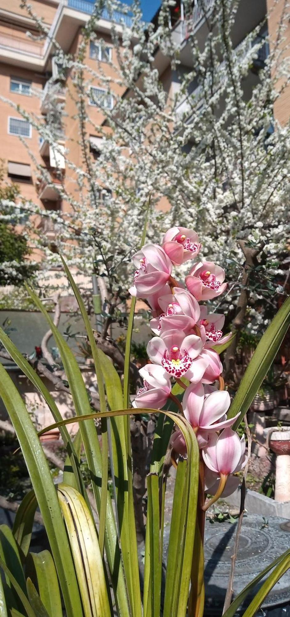 Apartment Il Giardino Dell'eden 10 - Turistico Di Barbara C